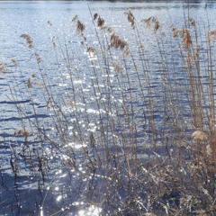 Reflections