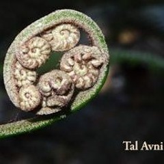 ירח /טל אבני