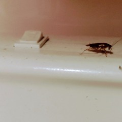 3i / atlas (electronic music for battling insects)