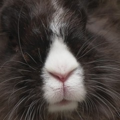 Tekno che ti fa saltare come un coniglio