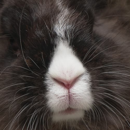 Tekno che ti fa saltare come un coniglio