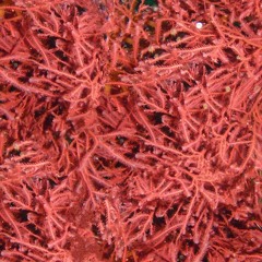 Rhodophyta