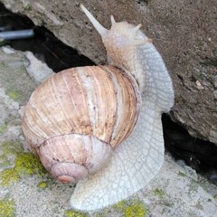 Cambrian Explosion (sunmix)