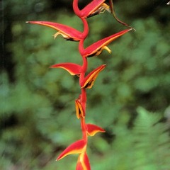 [PDF]   Heliconia an Identification Guide