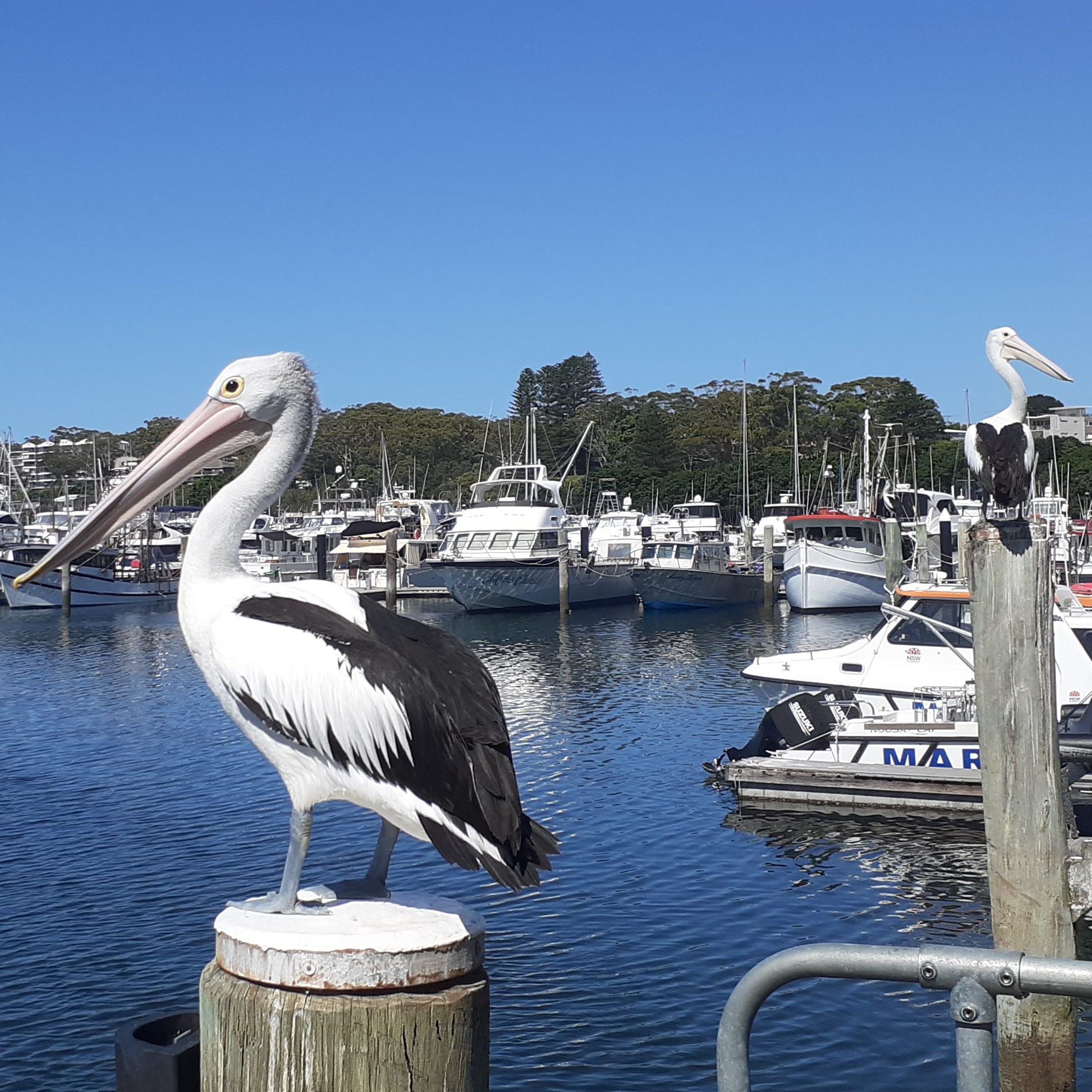 Reporter Mike Smith  Spends A Week in Port Stephens episode artwork