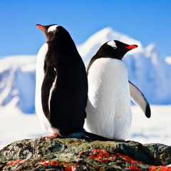 The Penguin Show (Episode 057) - Guest Mix Mnexsis