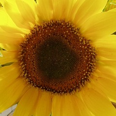 Summer Is Over ©2012Steinar Hagen