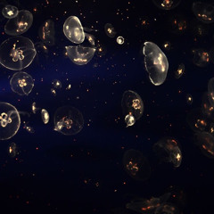 Pluto