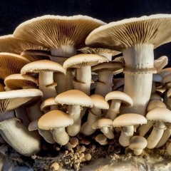Tunies