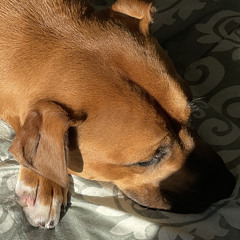 DEN VS JordoX _ Twisted Fate _ #bbu22 Semi Final.mp3