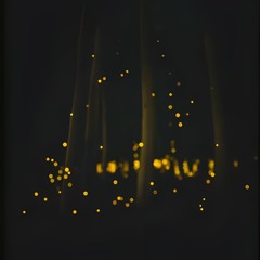 CANZONI DEL BOSCO - LE LUCCIOLE CANTANO  - RELEASE - Mimosa