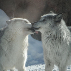 a form of goodbye ft storykoko (darlybeen+candle)