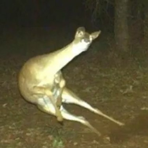 Stream Dumb Deer by SOMNI Listen online for free on SoundCloud