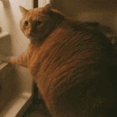 Buzz the Cat