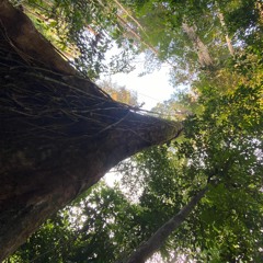 Blessed We Are (Peia Cover)