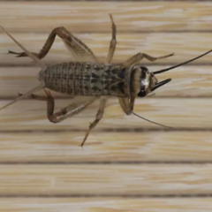 Crickets (Instrumental)