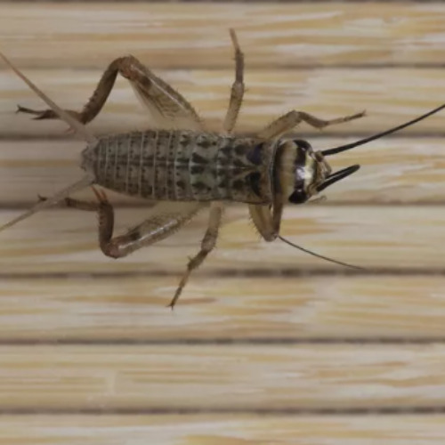 Crickets (Instrumental)