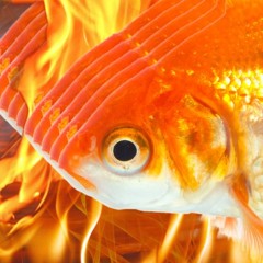 ENNOQ - FISHTANK ON FIRE