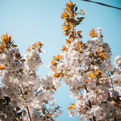 isn't she lovely (stevie wonder cover)