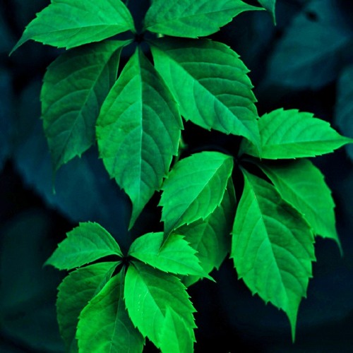 Untitled Playlist