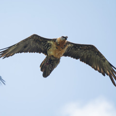 Casein - Vulture
