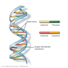 Luvsrynx & LuckyStar7 - DNA