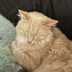 what day is it, october? (free throw)