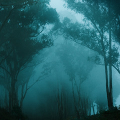 Through Dark Trees