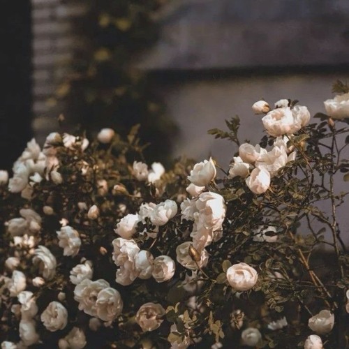 تعلم ما في نفسي و لا أعلم ما في نفسك "د. أحمد العربي".