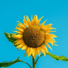 Coast (First Half - add vocals, include female?)