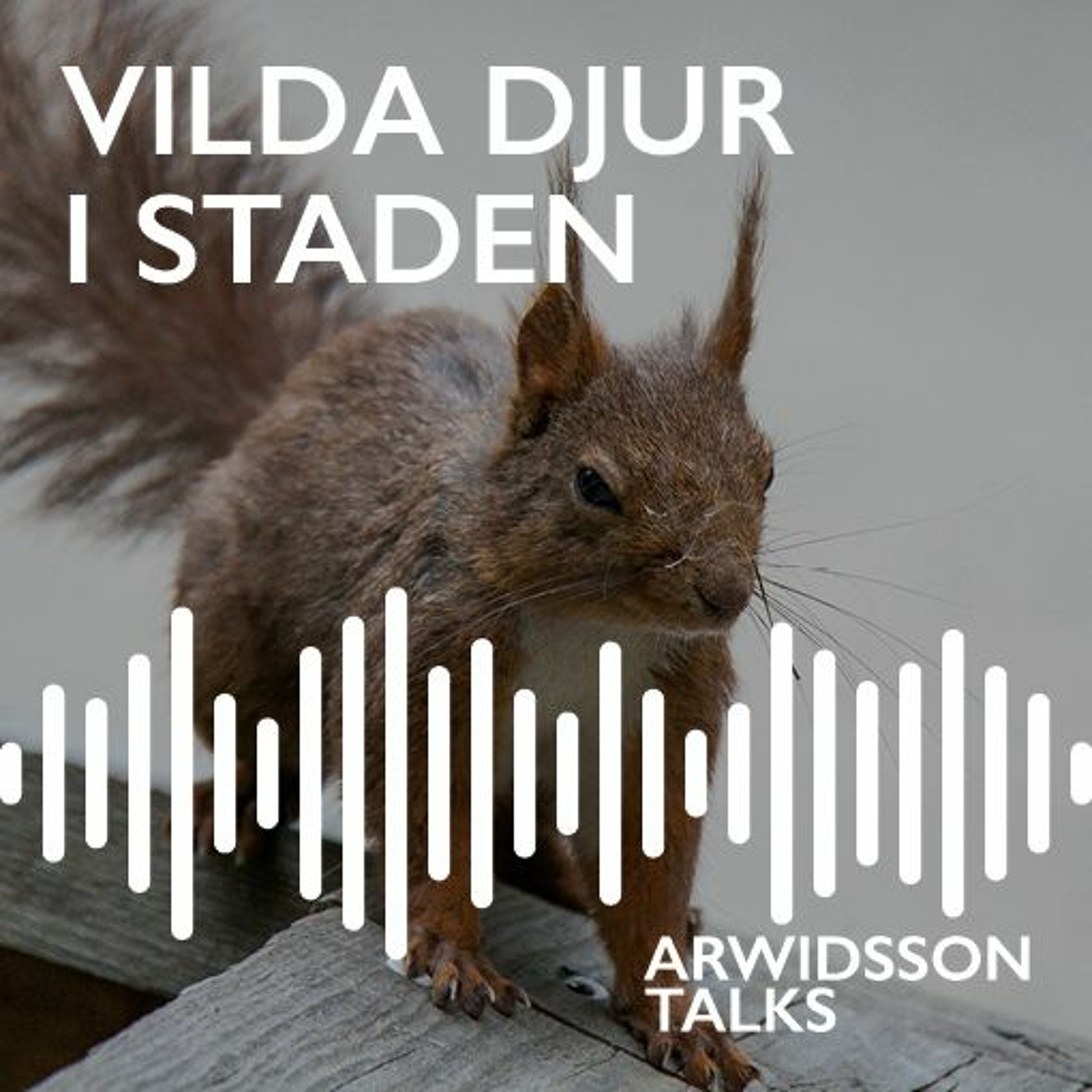 Arwidsson Talks