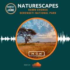 Naturescapes: Dawn Chorus on the Serengeti