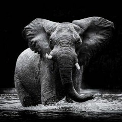 Animal Wise