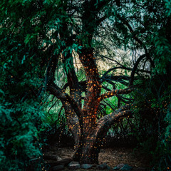 Mystical Organic House1