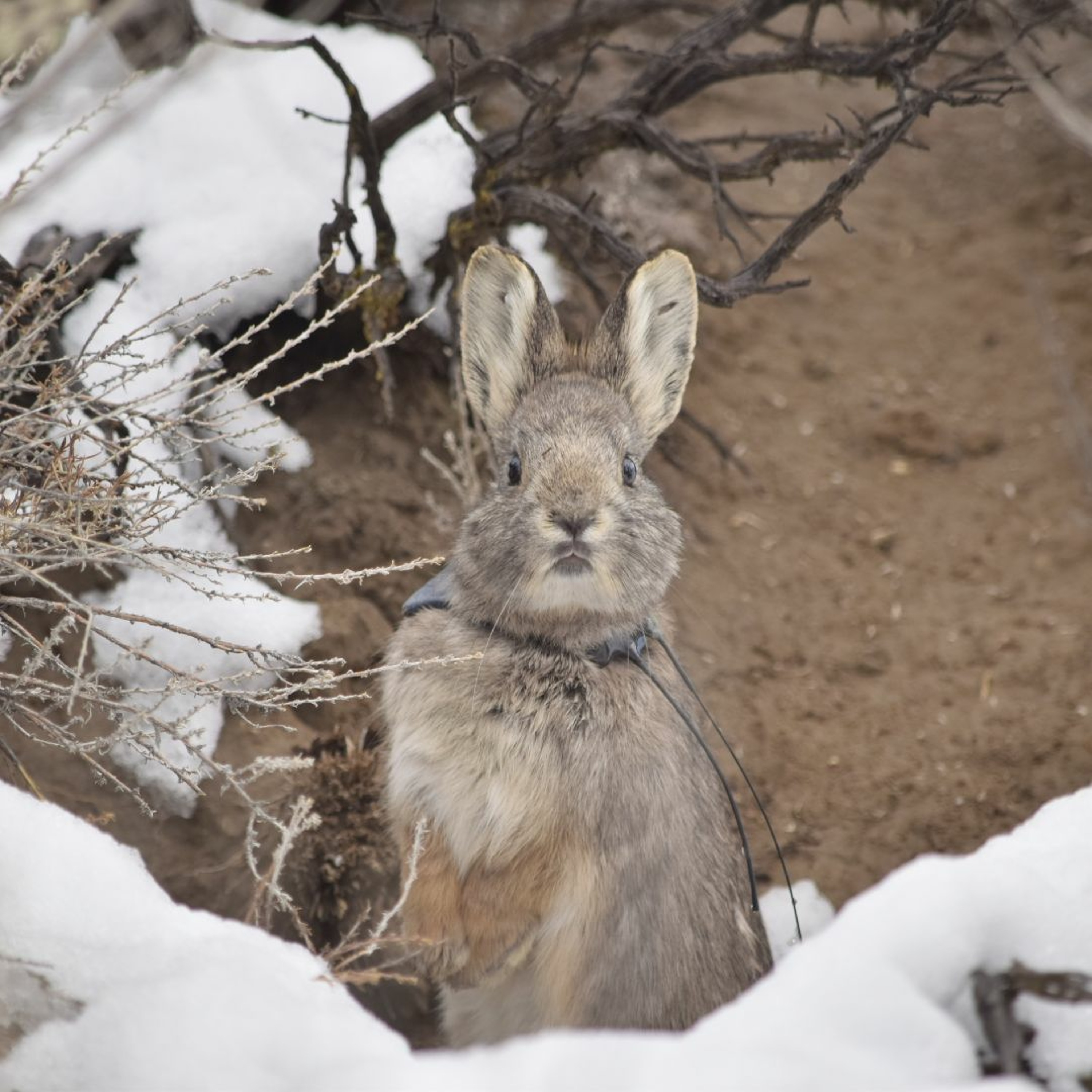 NDOW presents the Nevada Wild Podcast