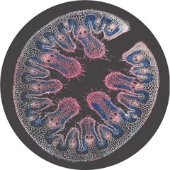 A1. Feph - A Realization - MOFF018 (snippet)