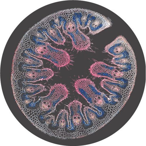 A1. Feph - A Realization - MOFF018 (snippet)