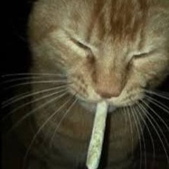 Fuck ypb (young pussy bacon)