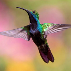 Hummingbird - Progressive psytrance 160BPM