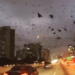 trey songs lit again bootleg