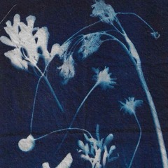 025 Tiffany: Blue Hour
