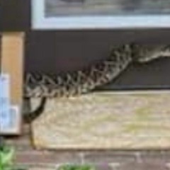 Amazon delivery driver calls 911 after being bitten by rattlesnake