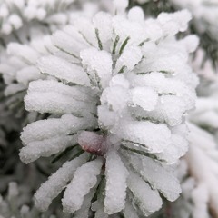 Study in Open A 3212171