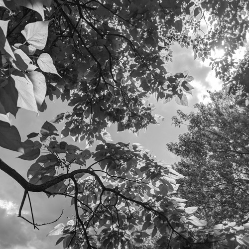 Josh Levine: Cicada June | Geheimlicht (2016-18)