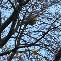 MusicLeon20251111_v1