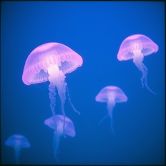 Jelly Fish produced by casey v