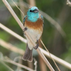 Lazuli Bunting on Summer Solstice