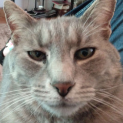 Passive Agressive Pizza Parlor