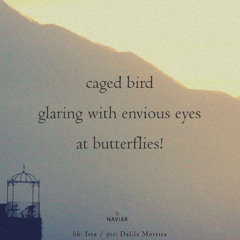 caged bird (Naviarhaiku 594)