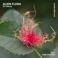 Alien Flora w/ Chlorys ─ Noods Radio (01.11.2021)